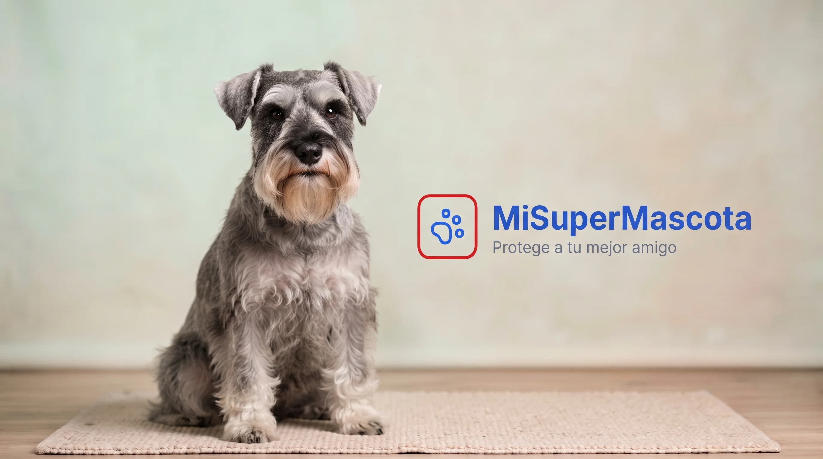 MiSuperMascota - Seguro de salud para Schnauzer Miniatura Fotografía de estudio de un perro Schnauzer Miniatura gris sal y pimienta sentado sobre una alfombra, con el logo de "MiSuperMascota" y el eslogan "Protege a tu mejor amigo" a la derecha.